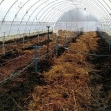 Učinite sami staklenik za grožđe: kako ga napraviti od polikarbonata